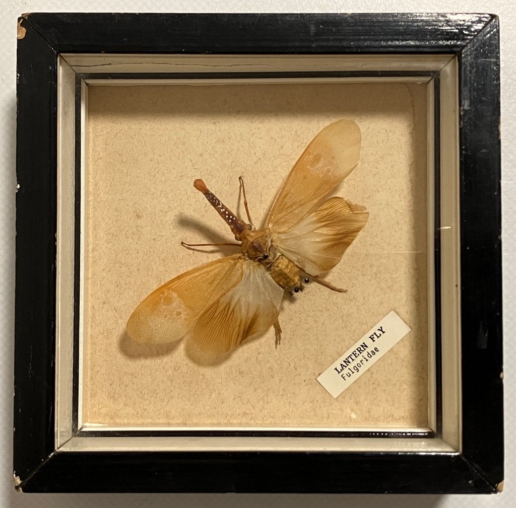 Cadre ancien avec « Lantern Fly »/« Fulgoridae », Collections, Collections Animaux, Enlèvement ou Envoi, Utilisé, Insecte, Animal empaillé