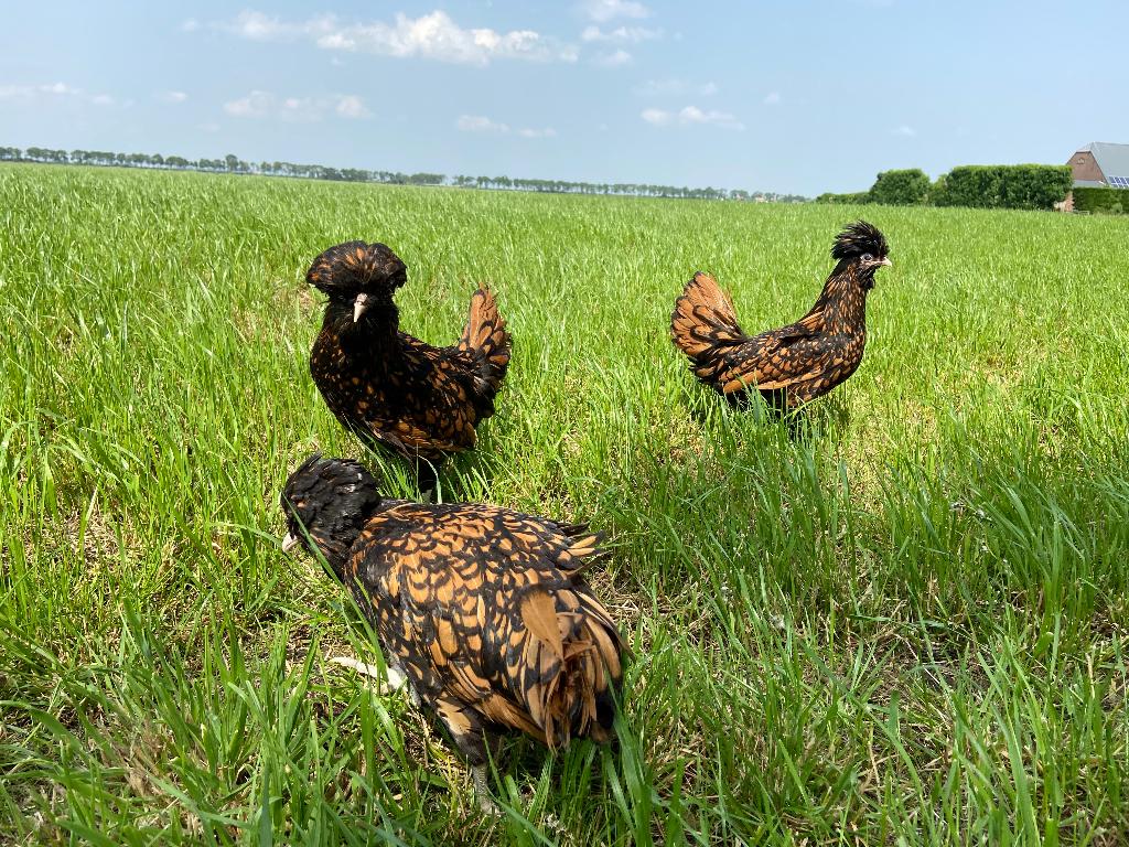 Jonge tamme Padua kriel kippen gesekst en ingeënt, Dieren en Toebehoren, Vrouwelijk, Kip