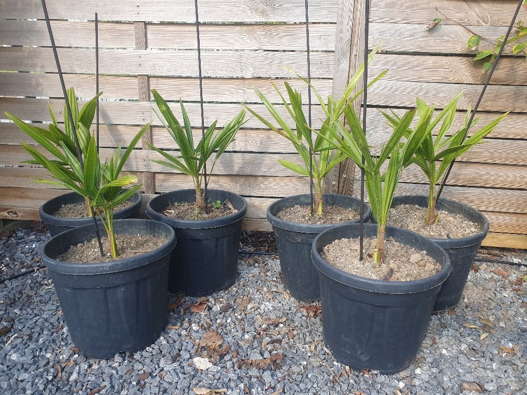 Palmbomen, Tuin en Terras, Bloeit niet, Minder dan 100 cm, Palmboom, Ophalen