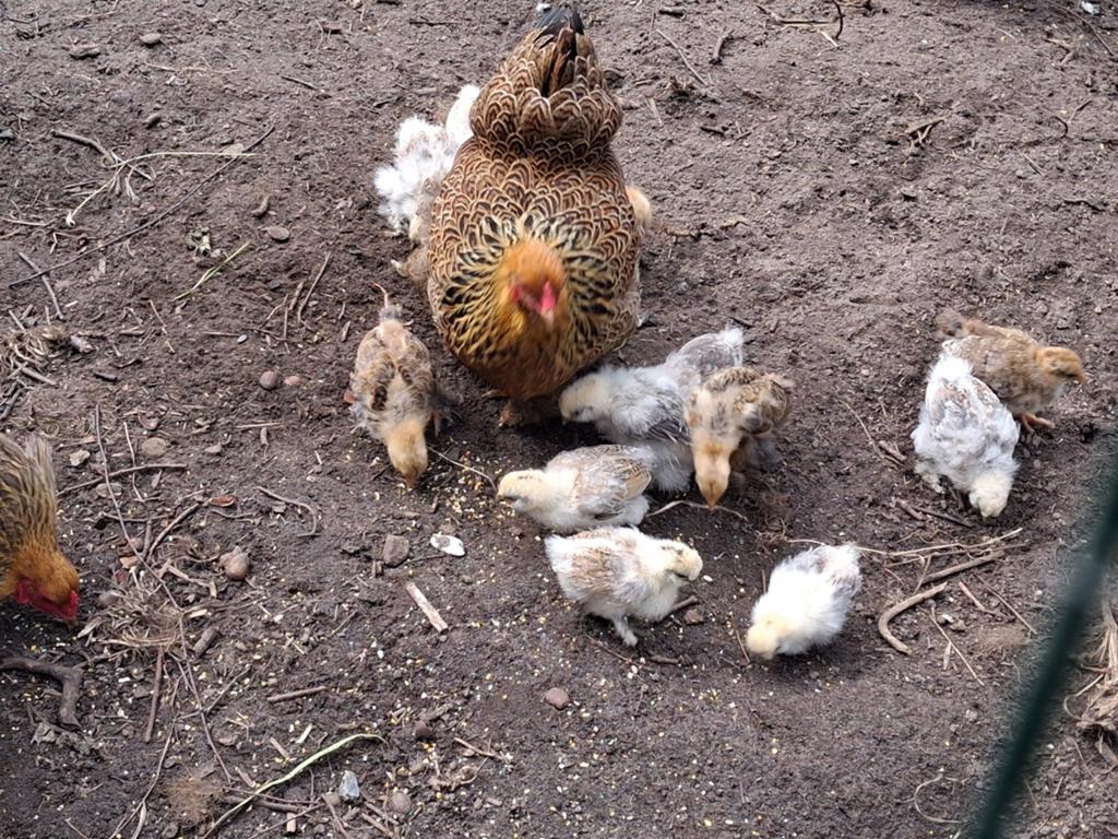 Zijdehoen kuikens 8 stuks natuurbroed., Dieren en Toebehoren, Pluimvee