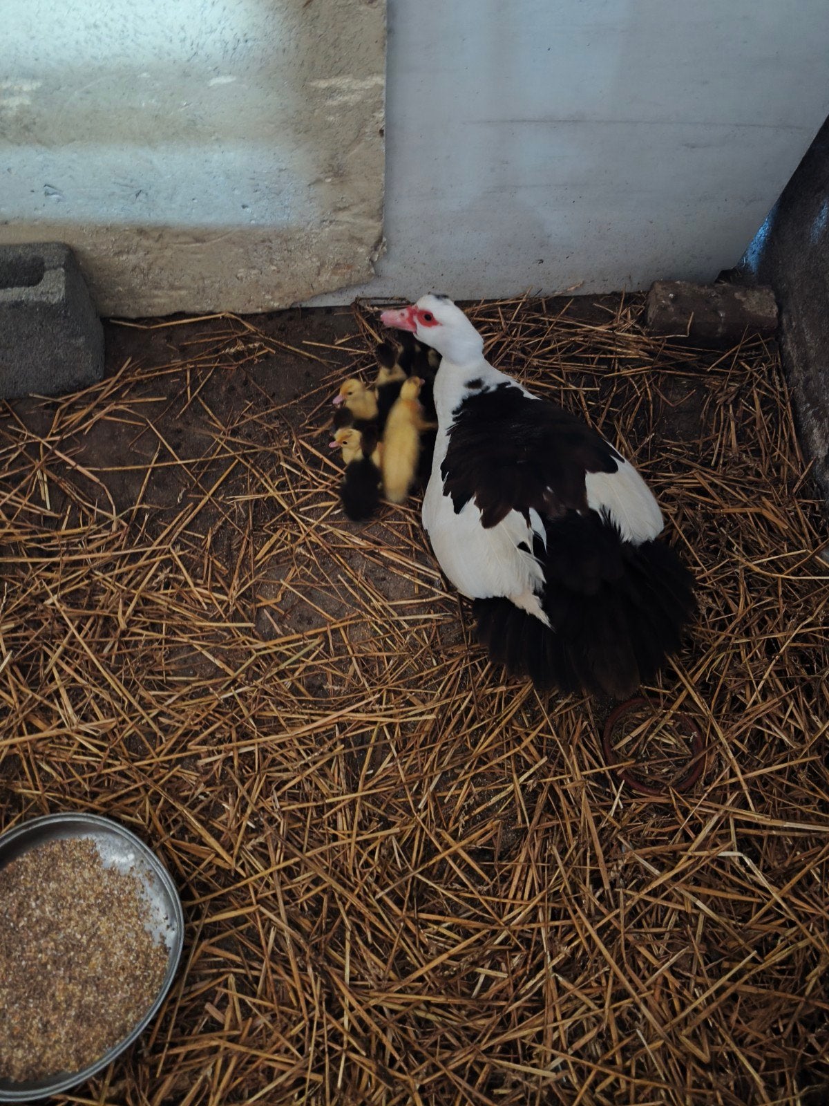 barberie eend, Dieren en Toebehoren, Eend