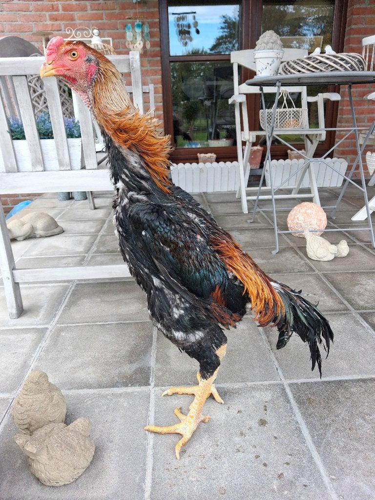 Shamo haan van 2026, Dieren en Toebehoren