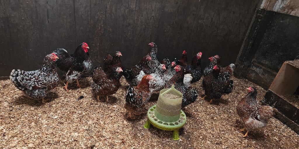 Broedeitjes Wyandotte kriel rood porcelein en blauw, Sexe inconnu, Poule ou poulet