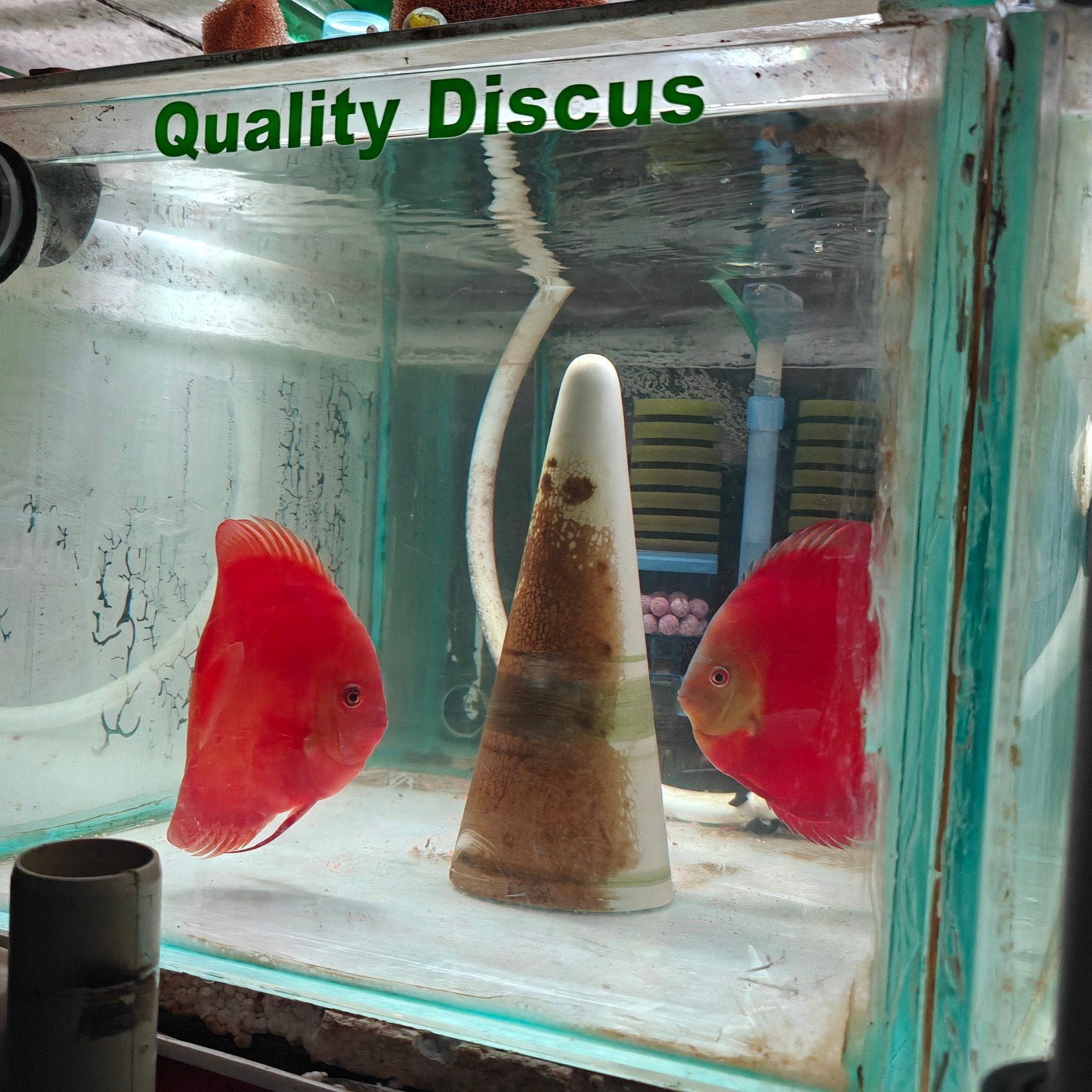 Couverture rouge, bord bleu, visage bleu, discussion, Poisson, Poisson d'eau douce, Banc de poissons