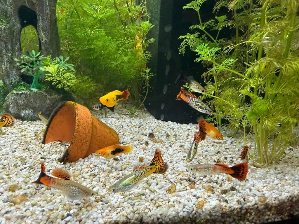 Vis, Dieren en Toebehoren, Vis, Zoetwatervis