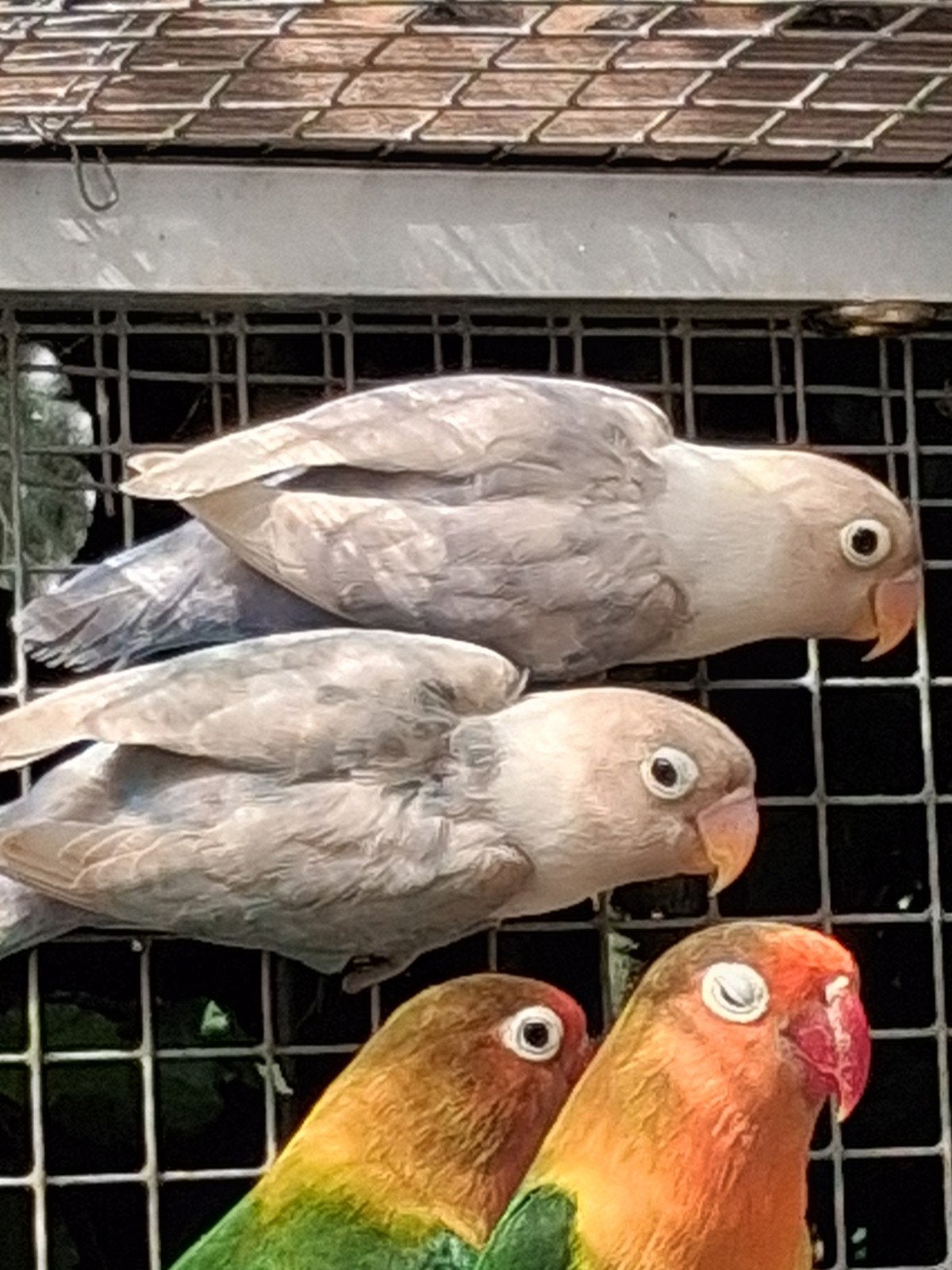 Dwergpapegaaitjes agapornis, Animaux & Accessoires