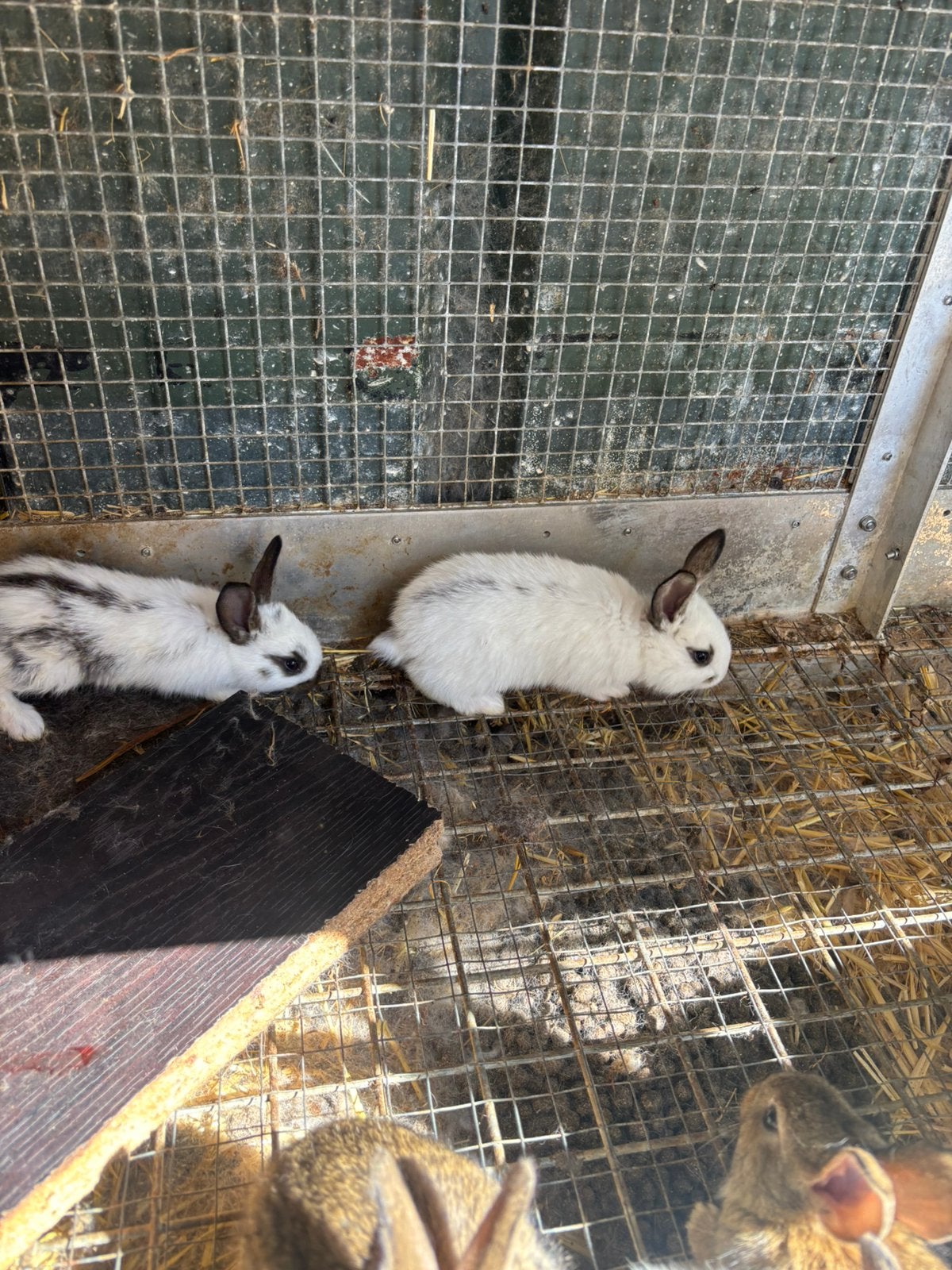 Kleine konijnen, Dieren en Toebehoren, Konijnen, Meerdere dieren, Klein, 0 tot 2 jaar