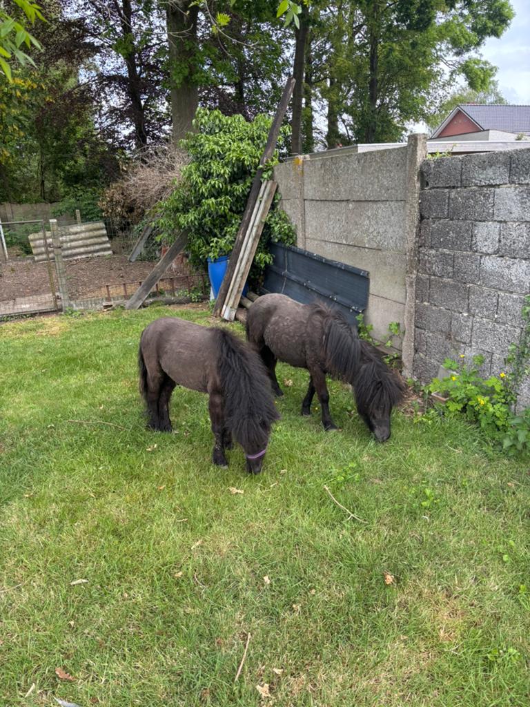 2 mini-paardjes, Dieren en Toebehoren, Pony's