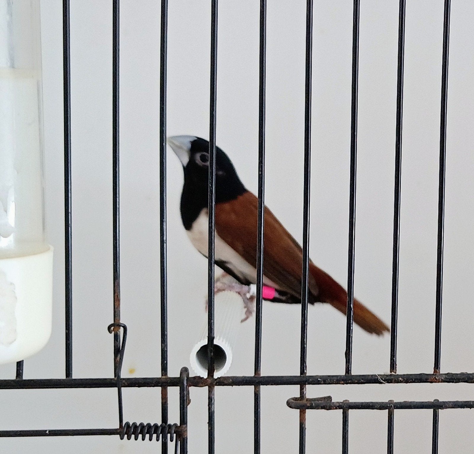 driekleurnonnen te koop., Plusieurs animaux, Oiseau tropical, Bagué