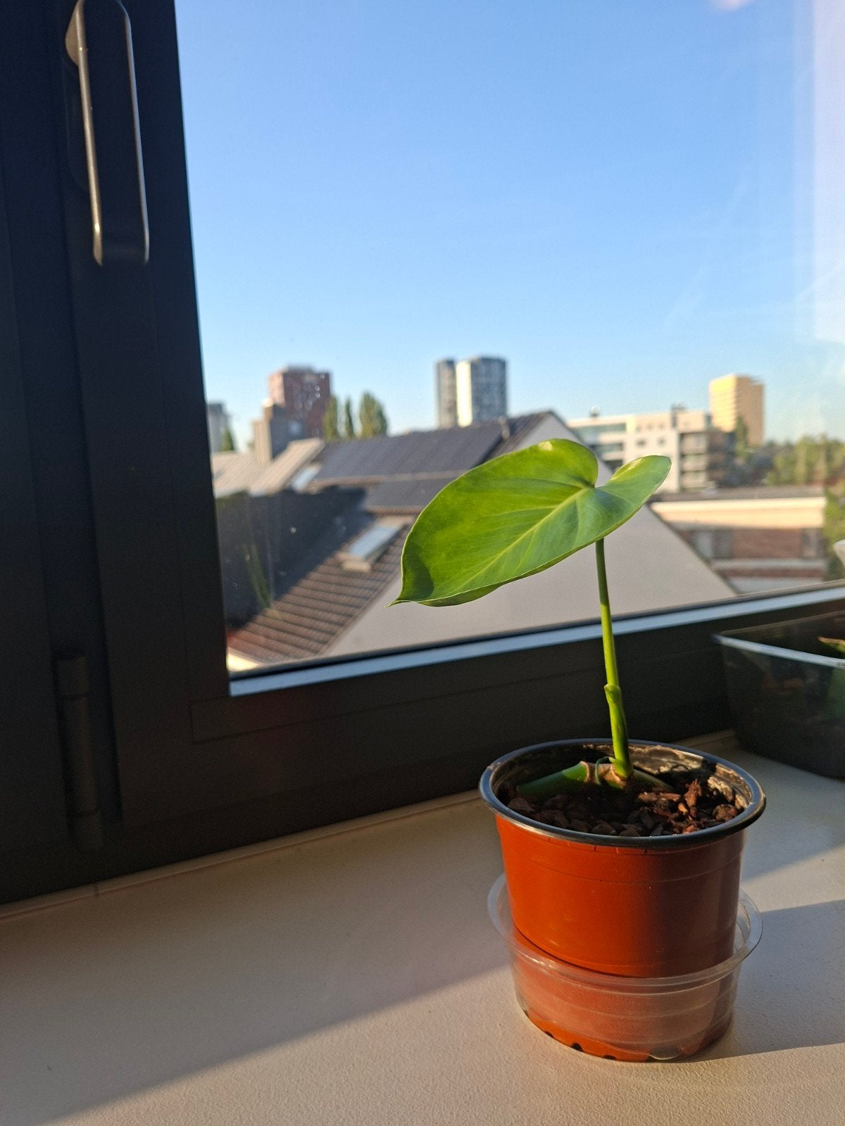 Monstera Delisiosa (première feuille visible), Plante verte, Enlèvement, En pot, Ombre partielle