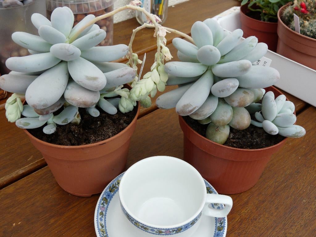 vetplanten, Huis en Inrichting, Kamerplanten, Ophalen, Vetplant, In pot, Minder dan 100 cm