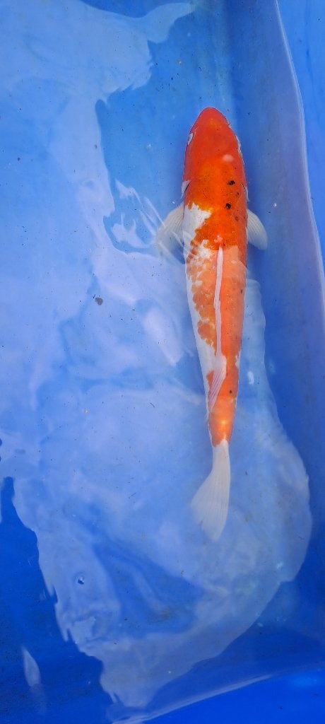 Koï à vendre de 5€ à  200€, Karper of Koi