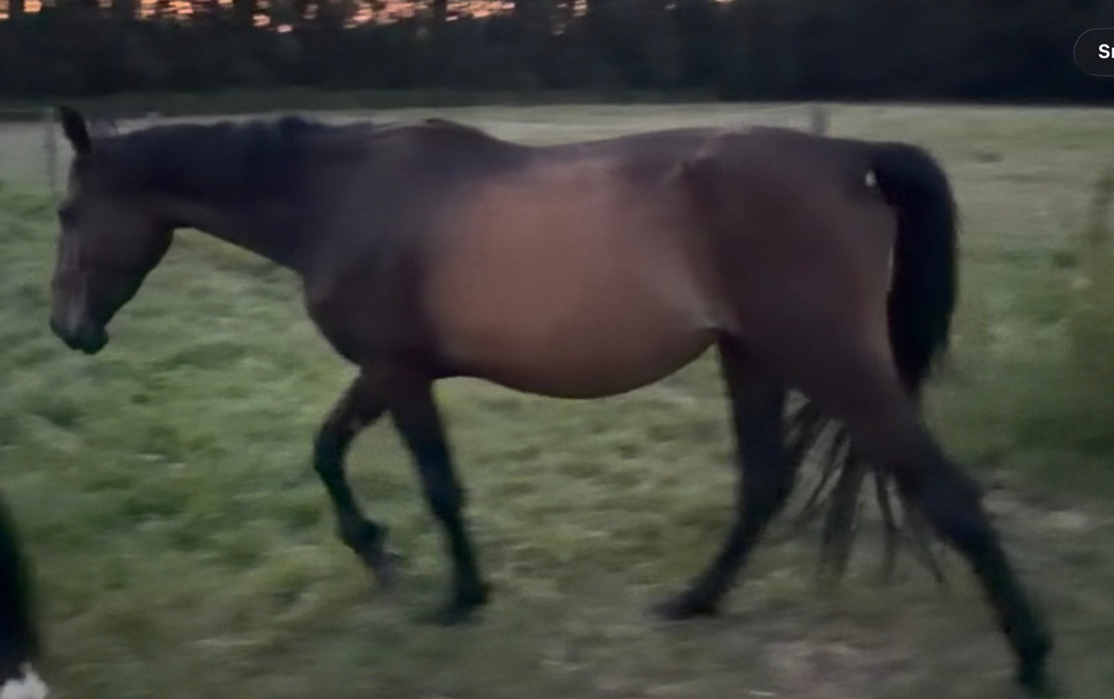 4 jarige merrie, 160 à 165 cm, Avec pedigree, Non dressé, Cheval de saut