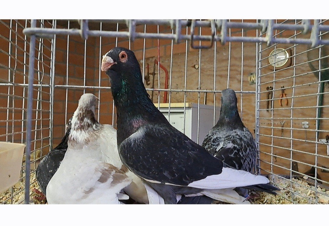 syrische duiven, Dieren en Toebehoren