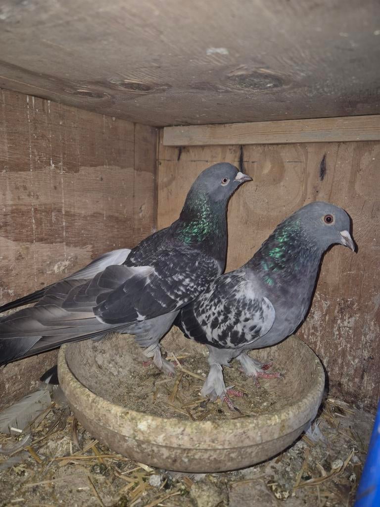 Takla, Dieren en Toebehoren