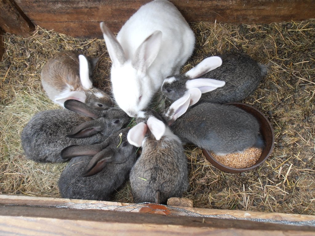 6 Jonge konijnen., Dieren en Toebehoren