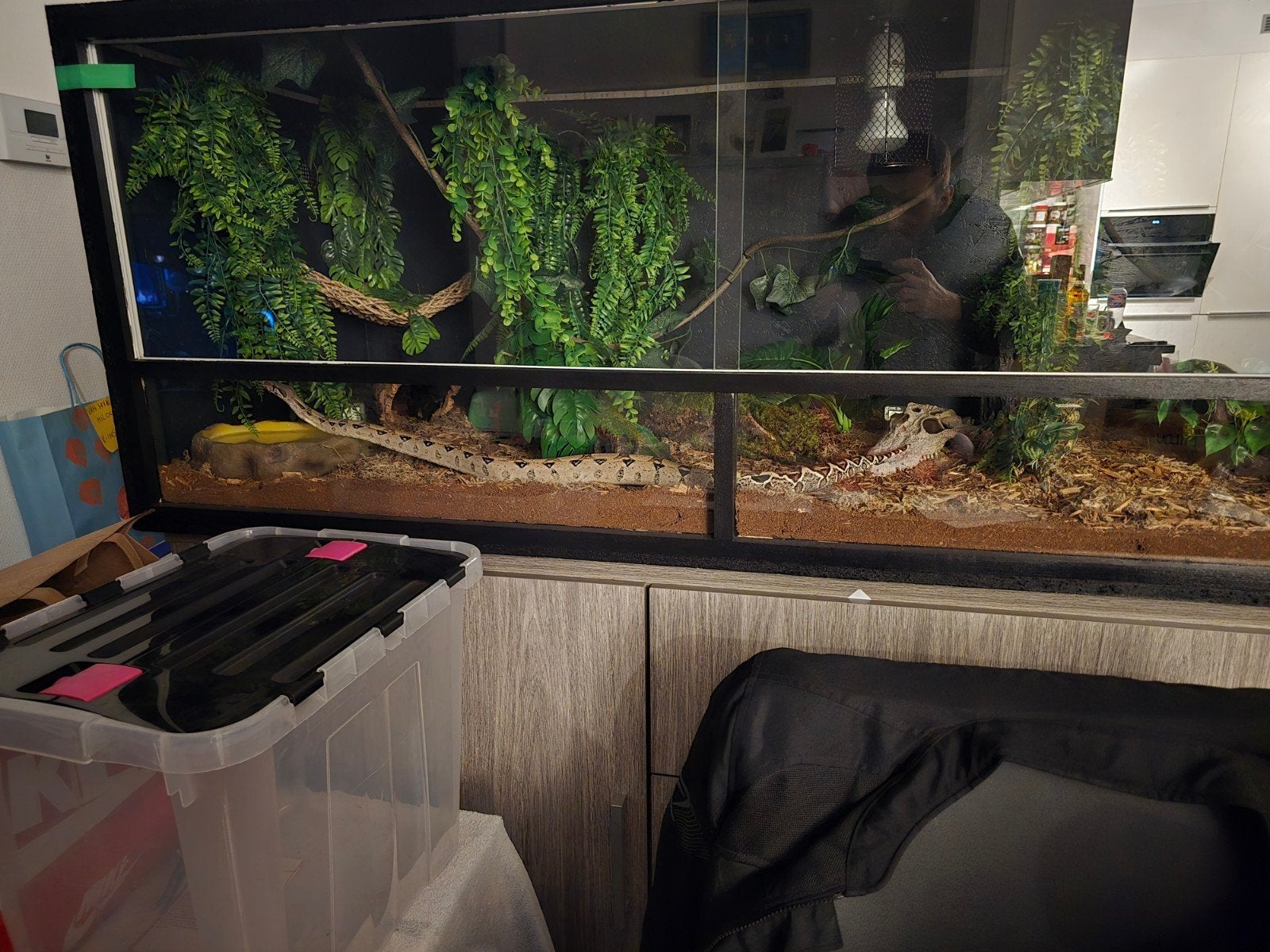 terrarium + boa imperator, Dieren en Toebehoren, Reptielen en Amfibieën | Toebehoren, Ophalen, Zo goed als nieuw, Terrarium of Paludarium