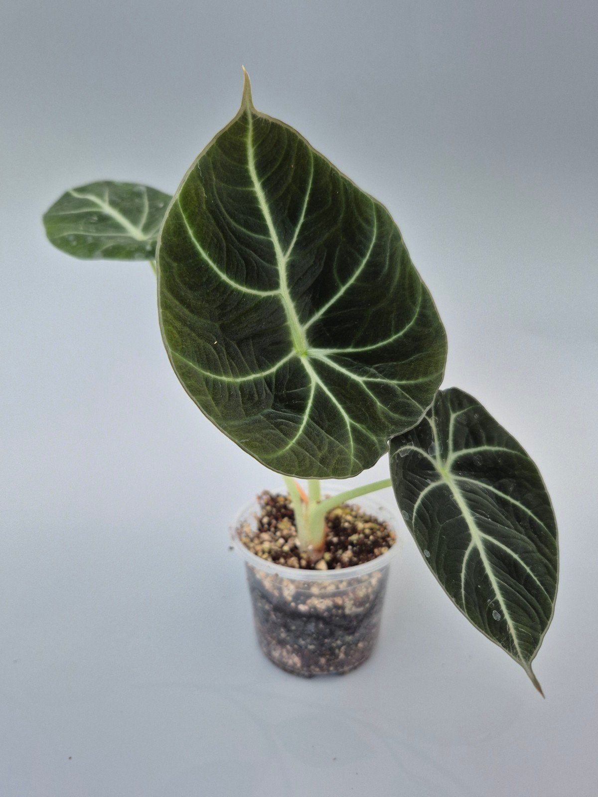 Alocasia black velvet, Ophalen of Verzenden