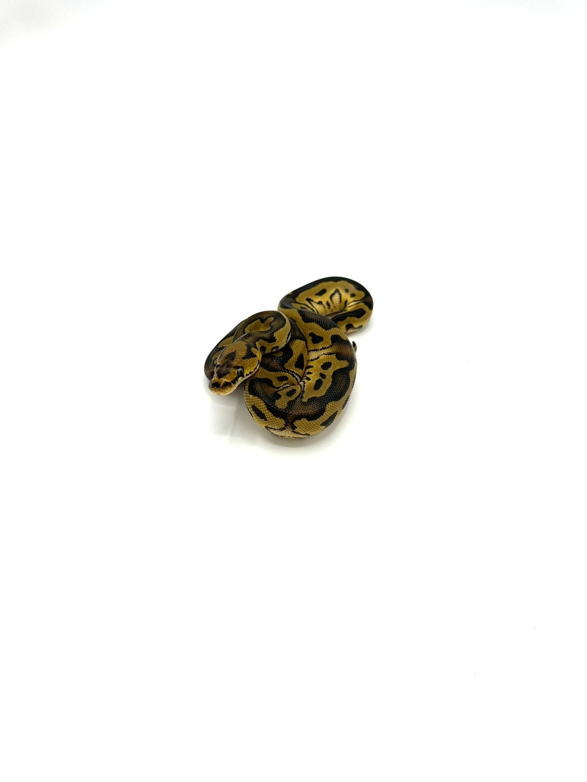 Diverse Python regius - koningspythons Ball Python photo 13