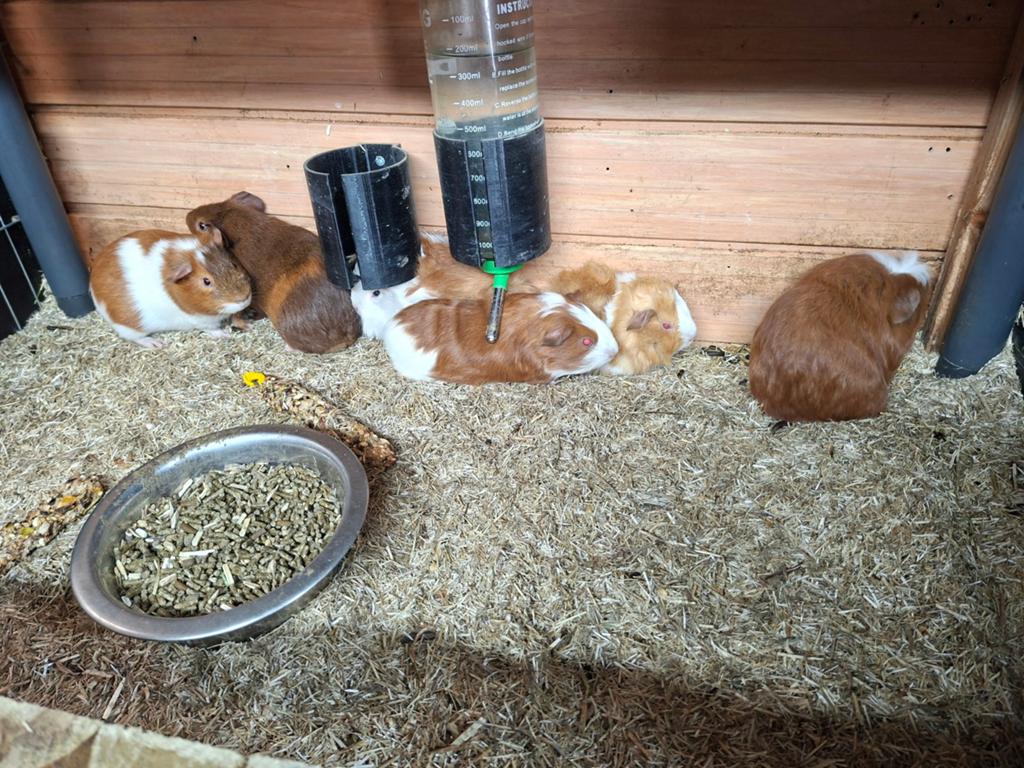 Cavia mannen, April, Mannelijk, Cavia