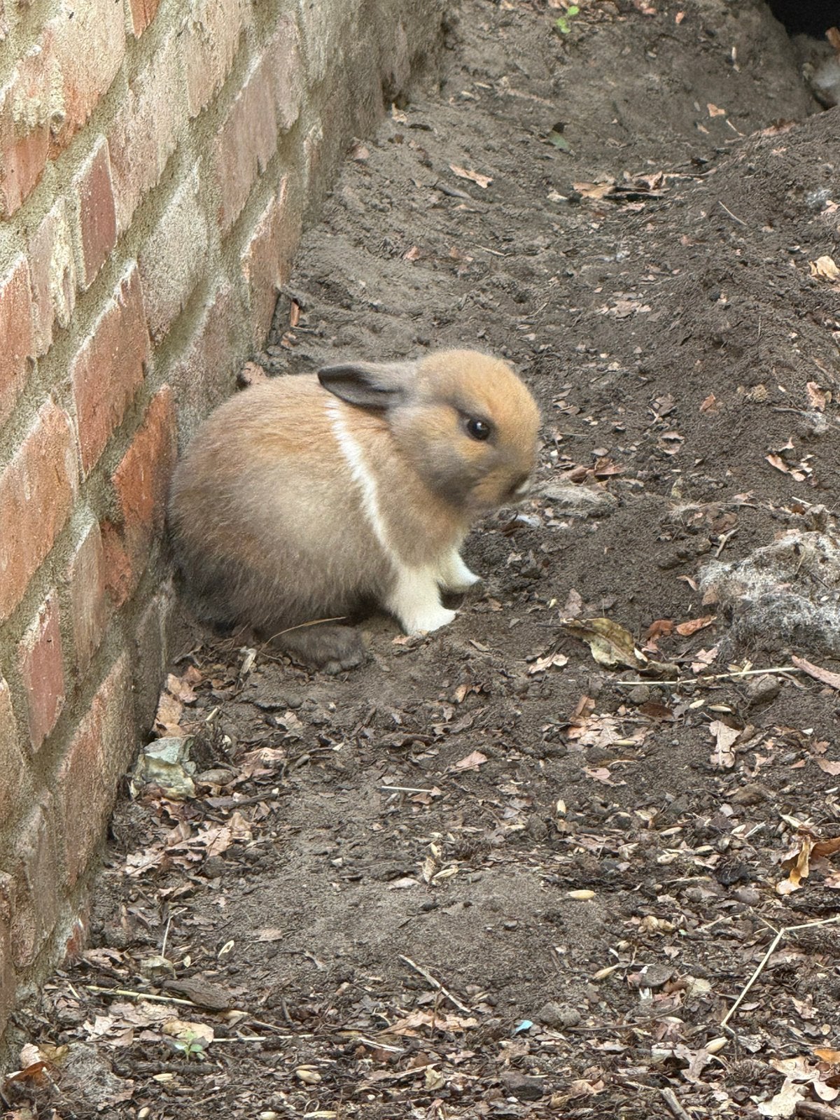 konijntjes, Petit, 0 à 2 ans