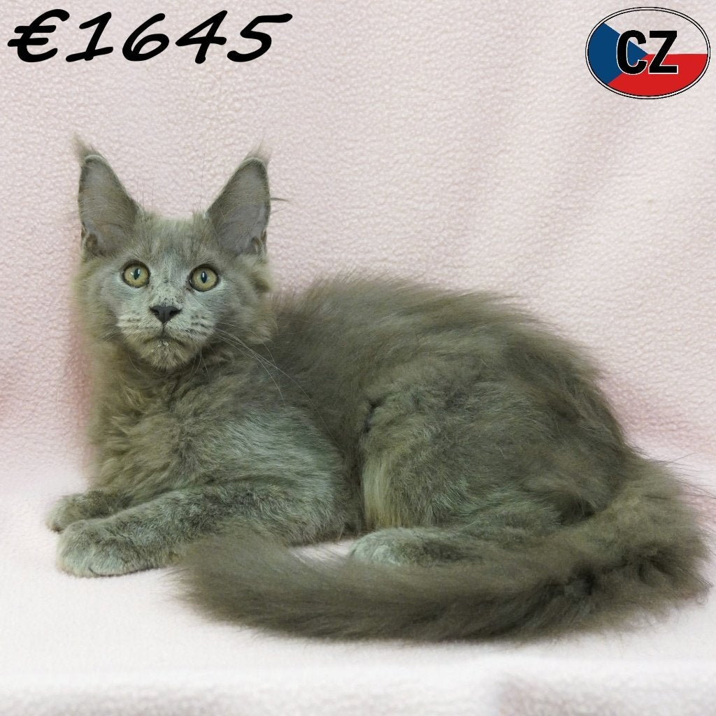 Maine Coon, chatons curieux et affectueux, Plusieurs animaux, Avec puce électronique, 0 à 2 ans