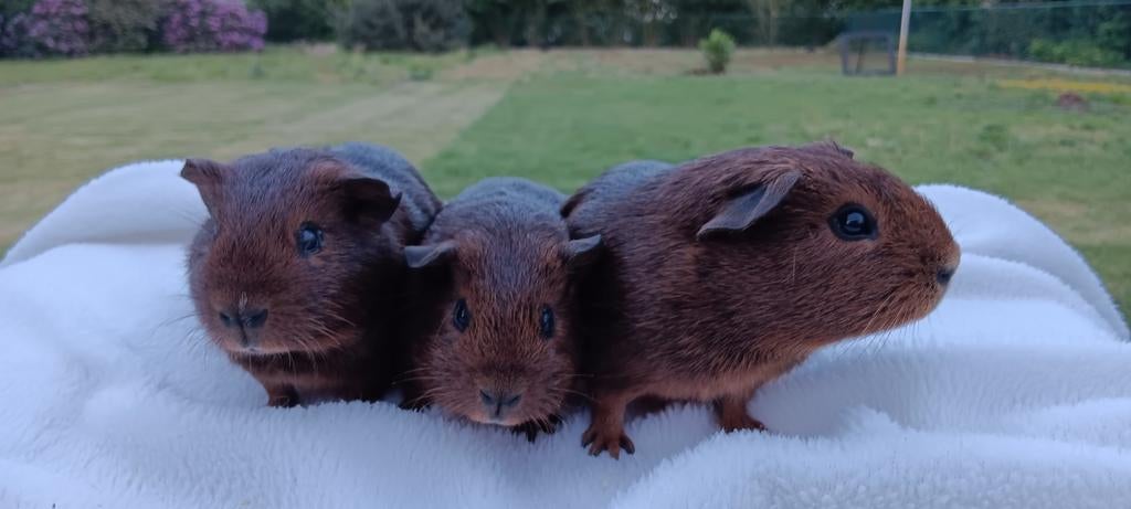 Cavia's (prijs per stuk), Dieren en Toebehoren, Knaagdieren, Mannelijk, Cavia, Maart, Tam
