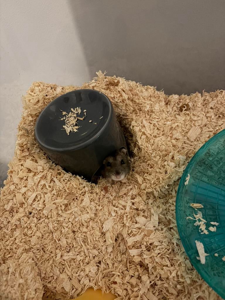 Dwerghamster, Dieren en Toebehoren, Hamster, Geslacht onbekend, Tam, Oktober