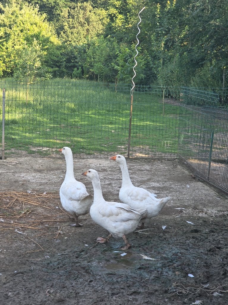 Oies, Animaux & Accessoires, Volatiles, Oie ou Cygne