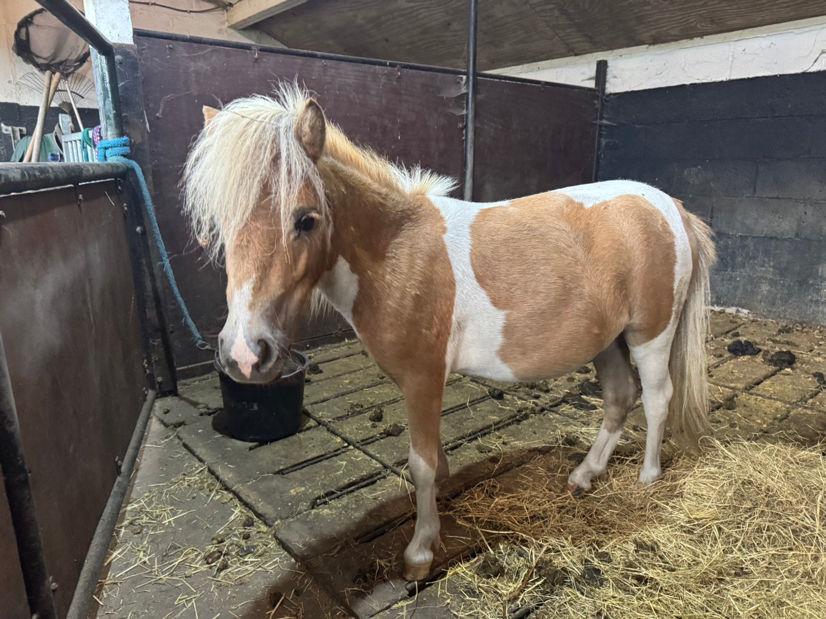Merrie shetlander, Dieren en Toebehoren, Merrie