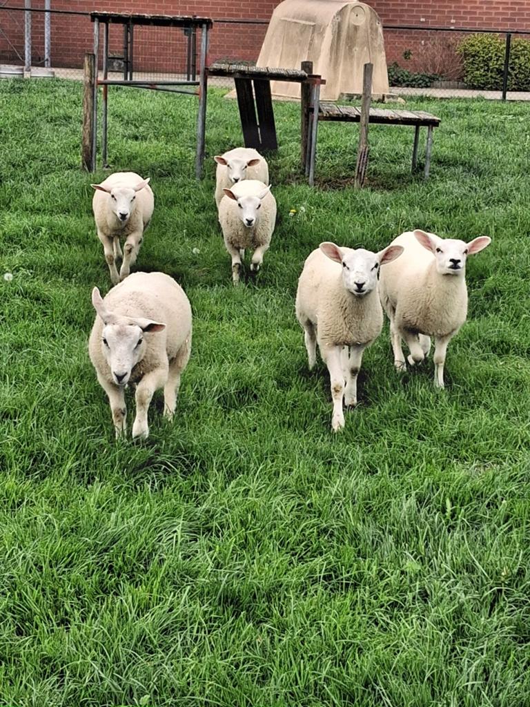 Jonge schapen, Meerdere dieren, Schaap, 0 tot 2 jaar