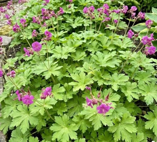 Geranium macrorrhizum czakor, Tuin en Terras, Planten | Tuinplanten, Ophalen