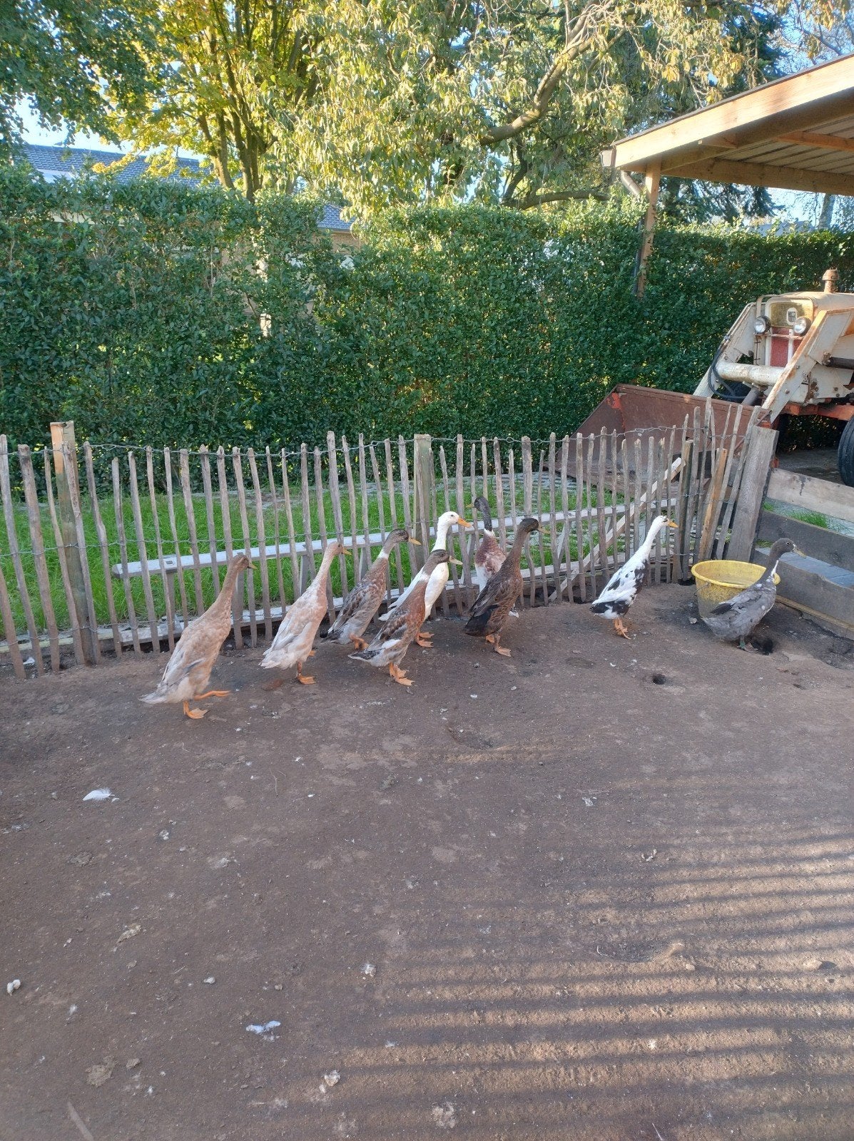 loopeenden koppels, Dieren en Toebehoren, Meerdere dieren, Eend
