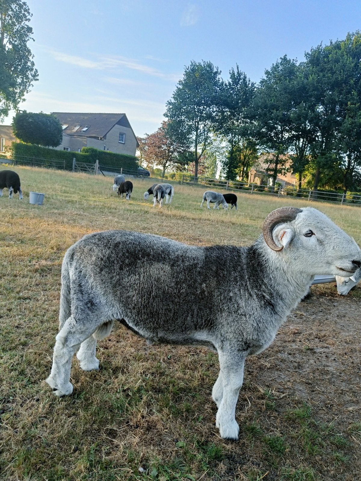 Herdwick ram te koop, Dieren en Toebehoren, April, Mannelijk