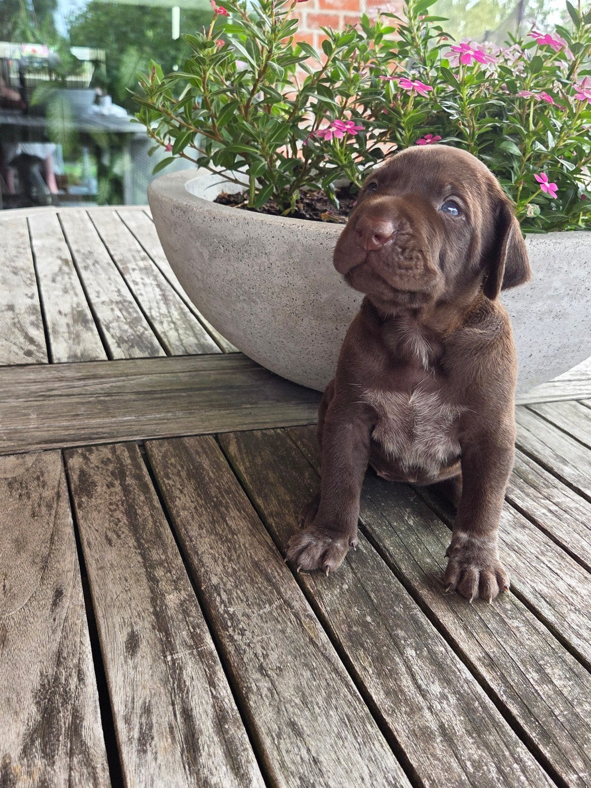 Superbes chiots allemands debout 🐾💙, Maladie de Carré (chiens), 8 à 15 semaines, Plusieurs, Éleveur | Loisir