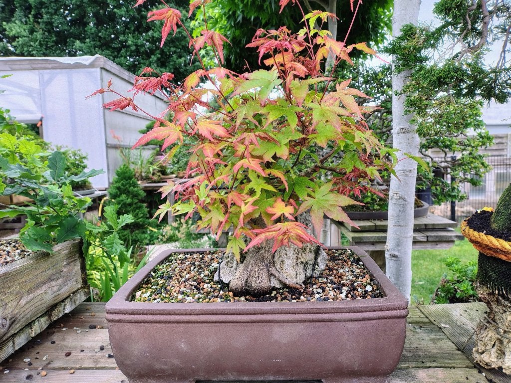Acer palmatum op rots, Halfschaduw, Overige soorten, Lente, Minder dan 100 cm