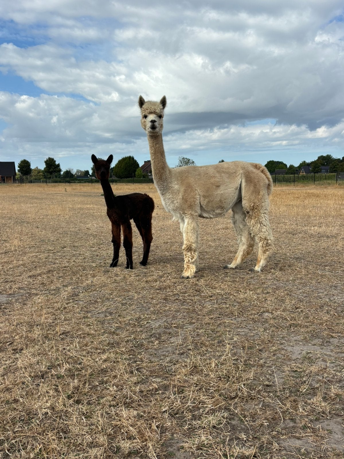 Alpaca merrie met merrie veulen te koop!, Dieren en Toebehoren, Maart, Meerdere dieren