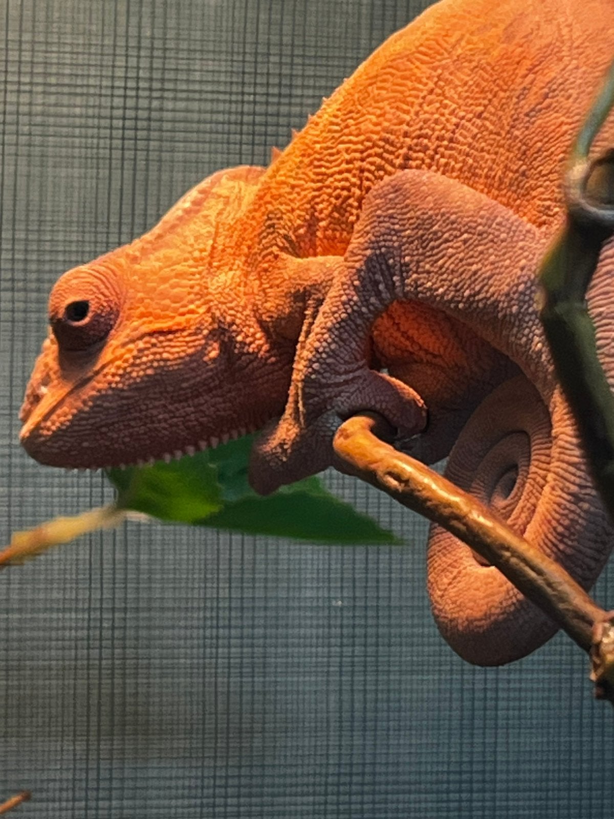 Kameleon vrouwtje, Dieren en Toebehoren, Reptielen en Amfibieën, Overige soorten, Met terrarium, 0 tot 2 jaar