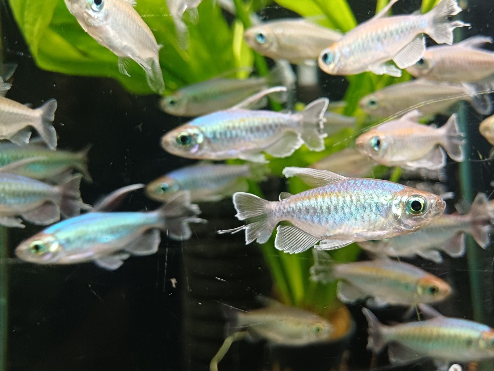 Hobbyaquarium Phenacogrammus Interruptus/congozalm €5,95, Vis, Zoetwatervis, Schoolvis