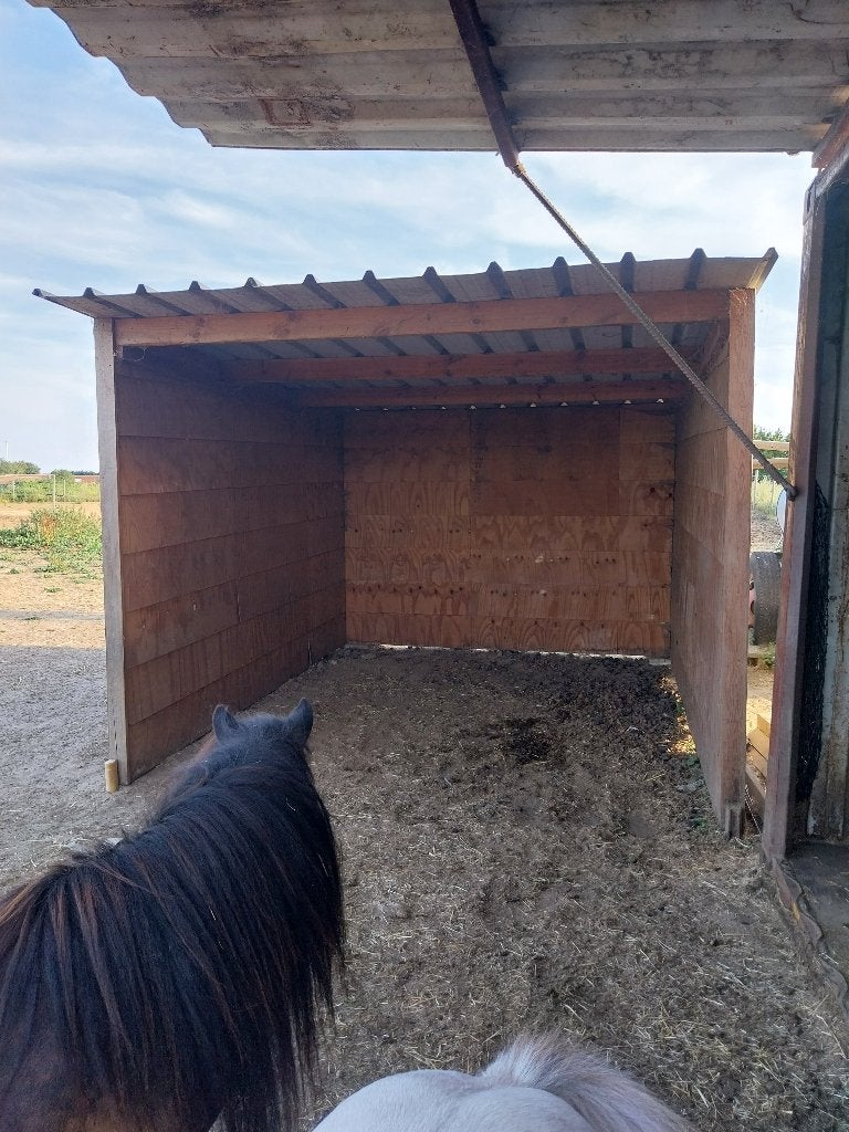 Schuilstal paard (weide), Dieren en Toebehoren, Weidegang, 2 of 3 paarden of pony's