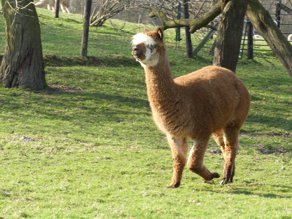 Alpaca merrie, Dieren en Toebehoren, Overige Dieren, Juni, Vrouwelijk