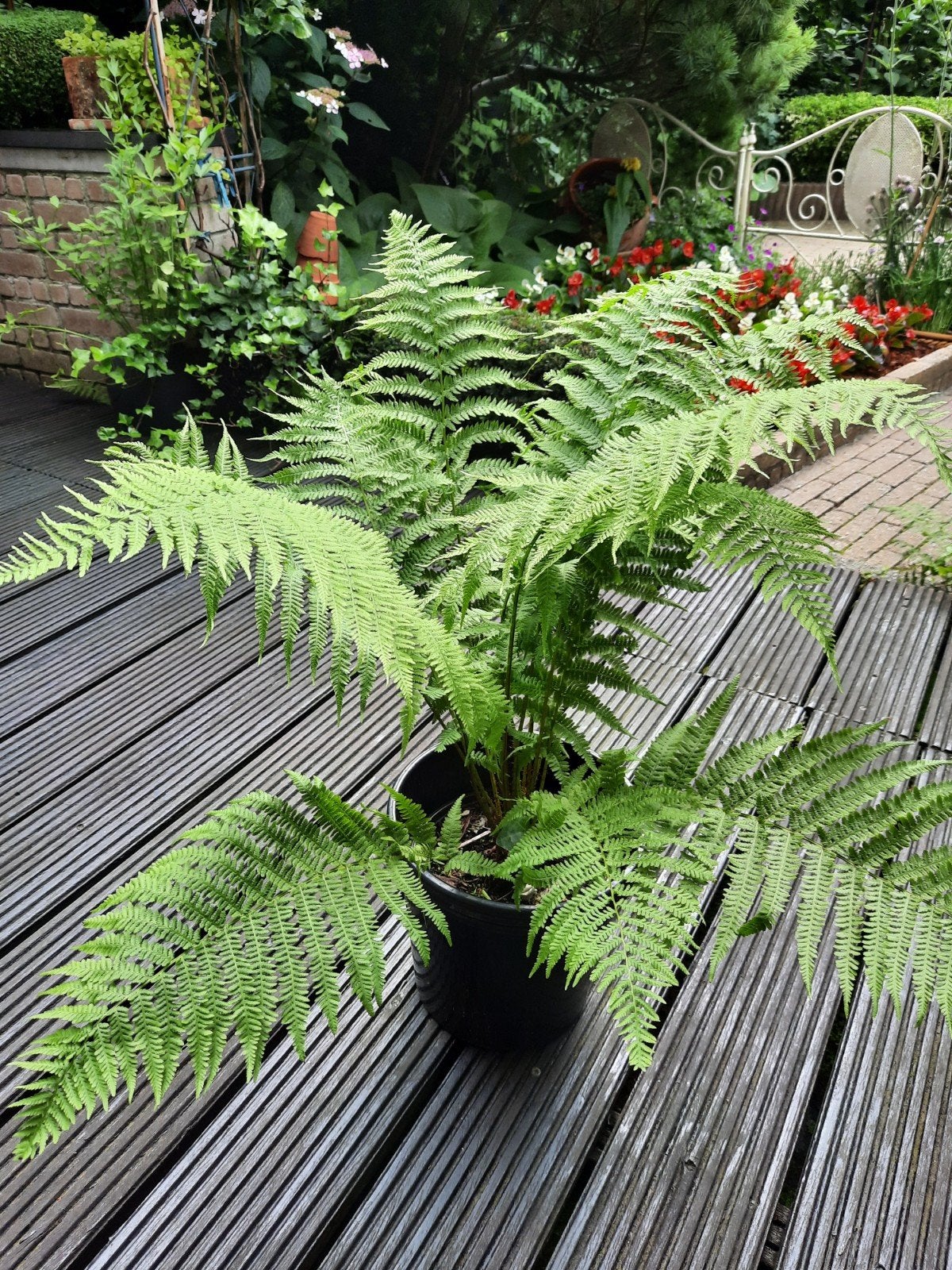 Varens, Tuin en Terras, Bloembollen en Zaden, Ophalen