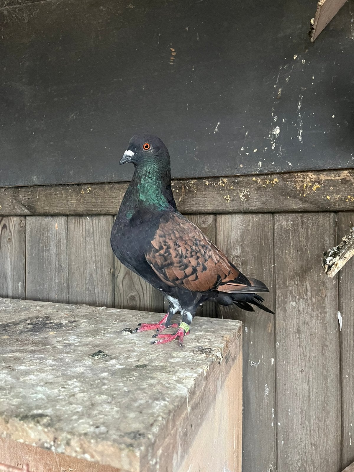 Tijger patroon duif, Dieren en Toebehoren