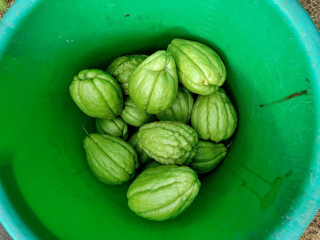 verse chayote, Enlèvement