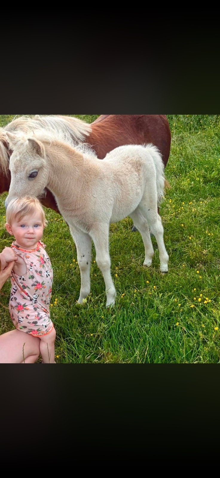 Palomino veulen, Dieren en Toebehoren, Paarden