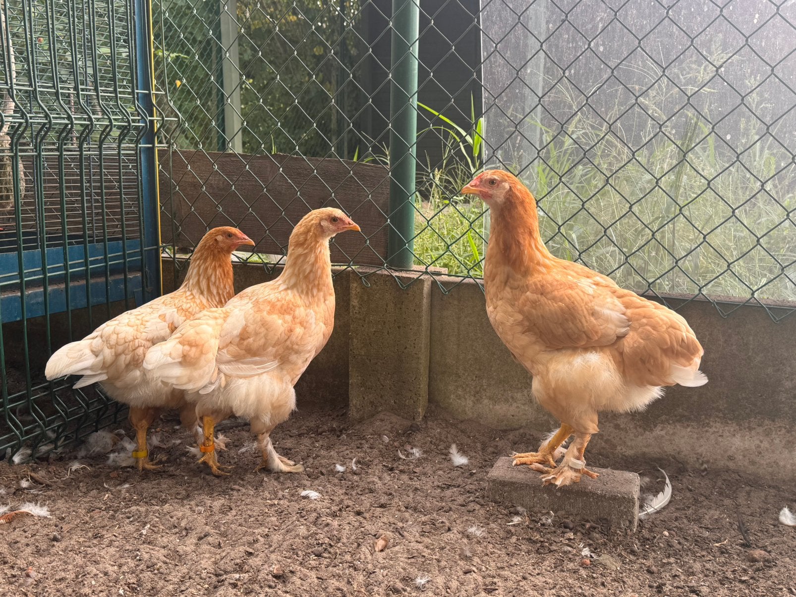 Trio kippen mix Brahma, Dieren en Toebehoren, Pluimvee, Vrouwelijk, Kip