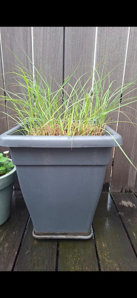 Siergras, incl kunststof pot, Tuin en Terras, Bloembakken en Plantenbakken, Ophalen, Kunststof