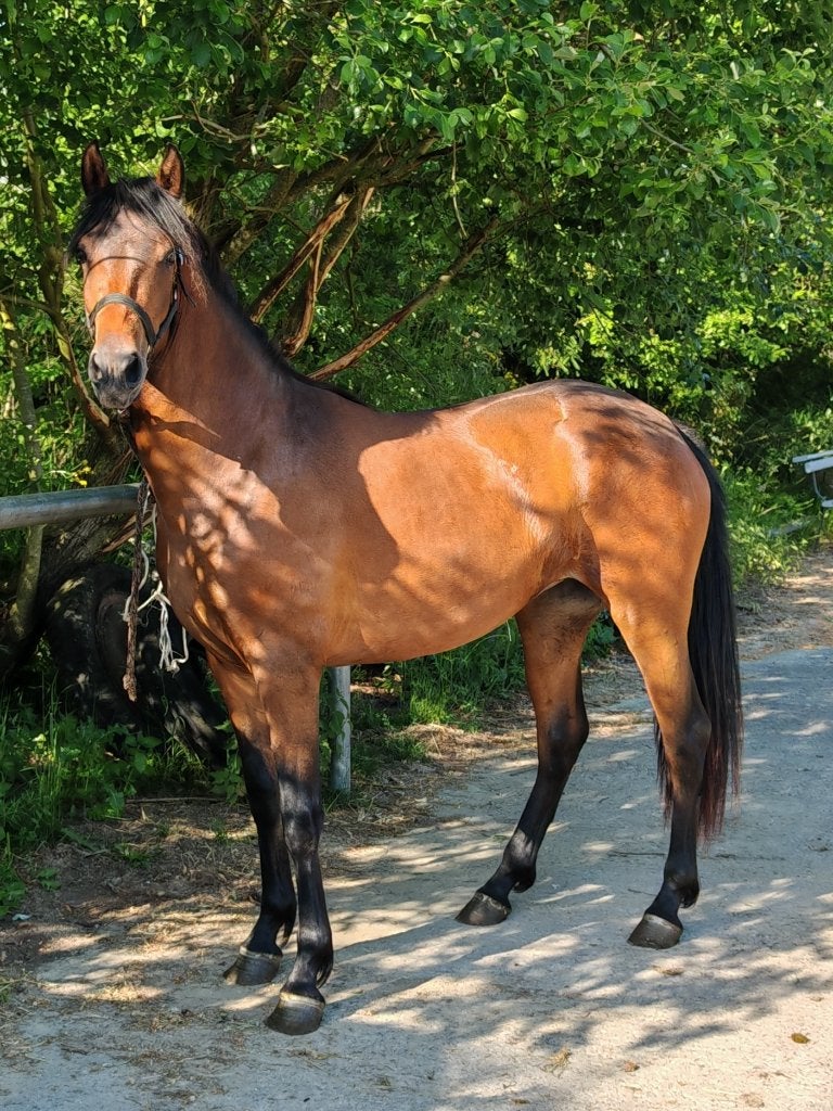 Pouliche 2ans, Dieren en Toebehoren, Pony's, Merrie, Niet van toepassing, Recreatiepony, 0 tot 2 jaar, Gechipt, Ontwormd, Ingeënt