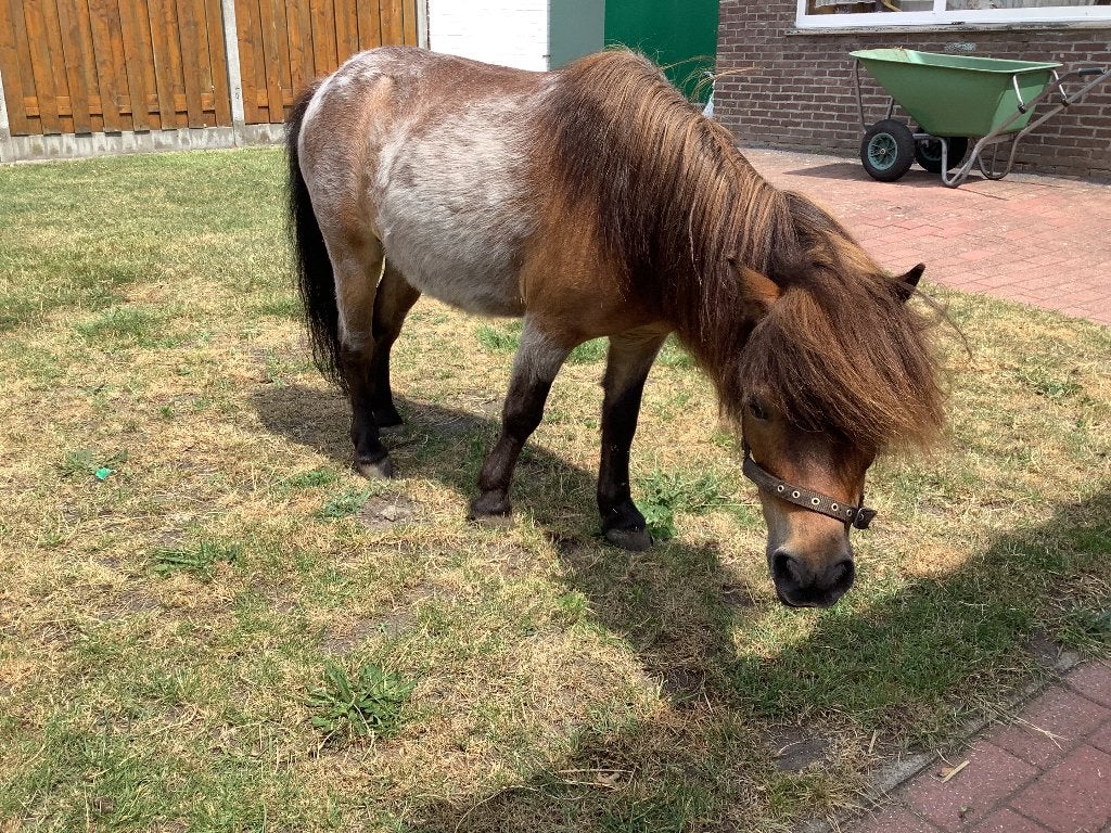 Minipaard, Animaux & Accessoires, Poneys, Hongre, Ne s'applique pas, Avec pedigree