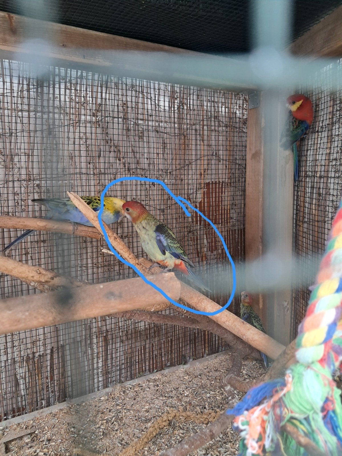 3 jonge rosellas, Geslacht onbekend
